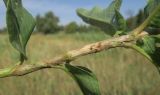 Persicaria amphibia