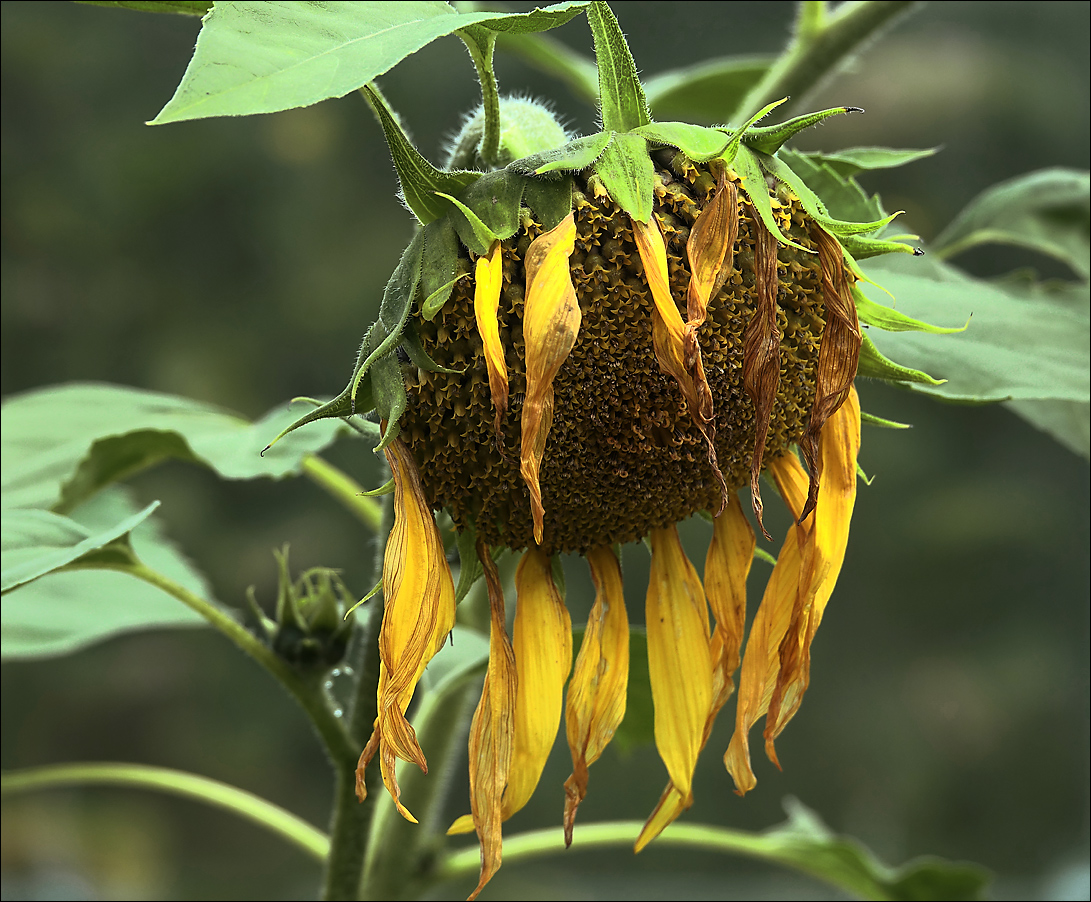 Image of Helianthus annuus specimen.