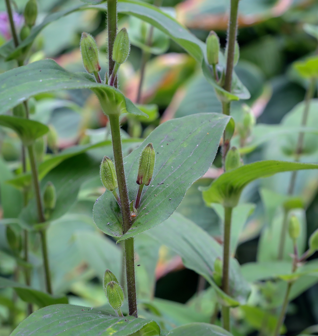 Image of Tricyrtis hirta specimen.