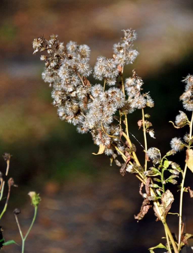 Image of Solidago virgaurea specimen.