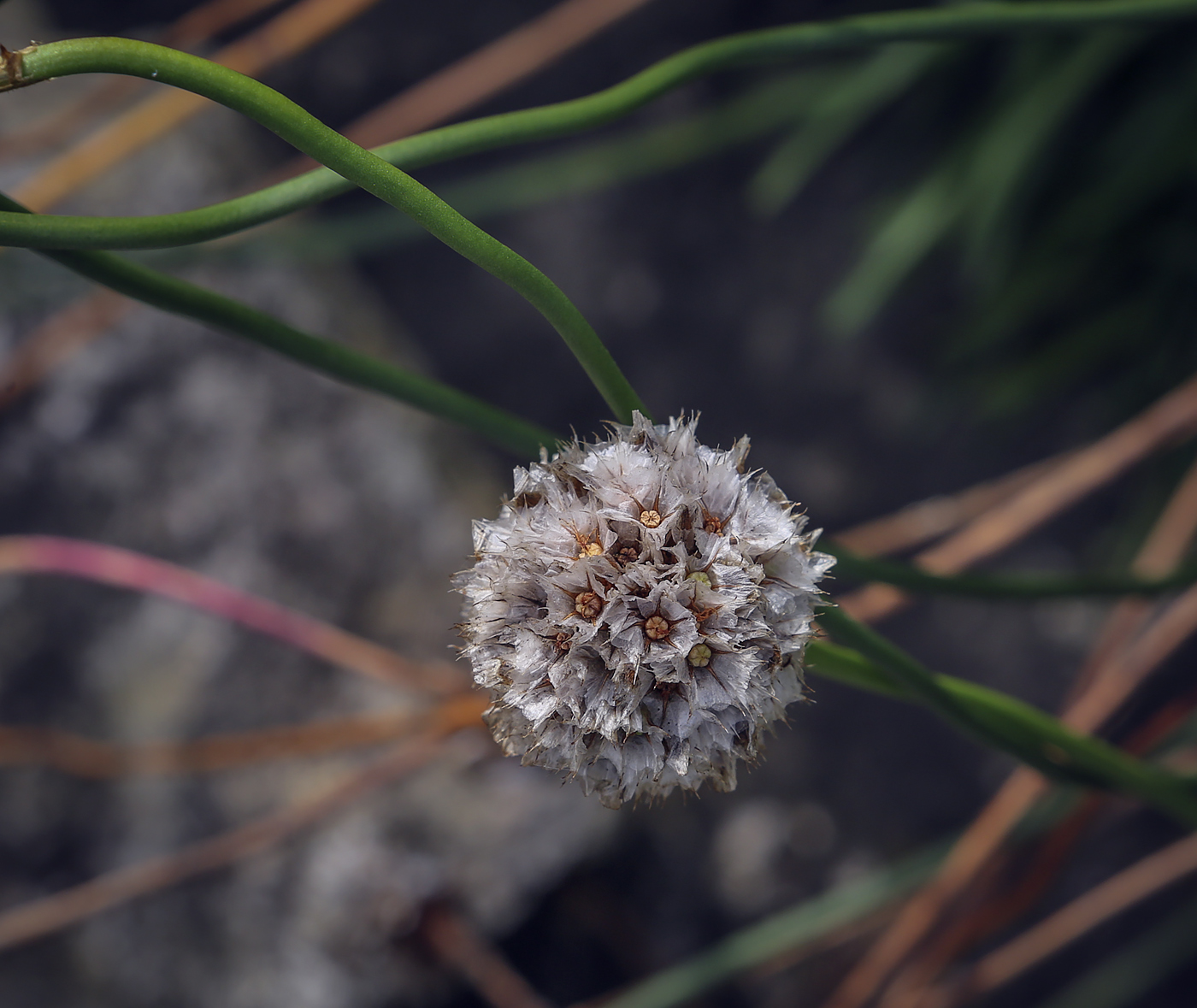 Image of Armeria vulgaris specimen.