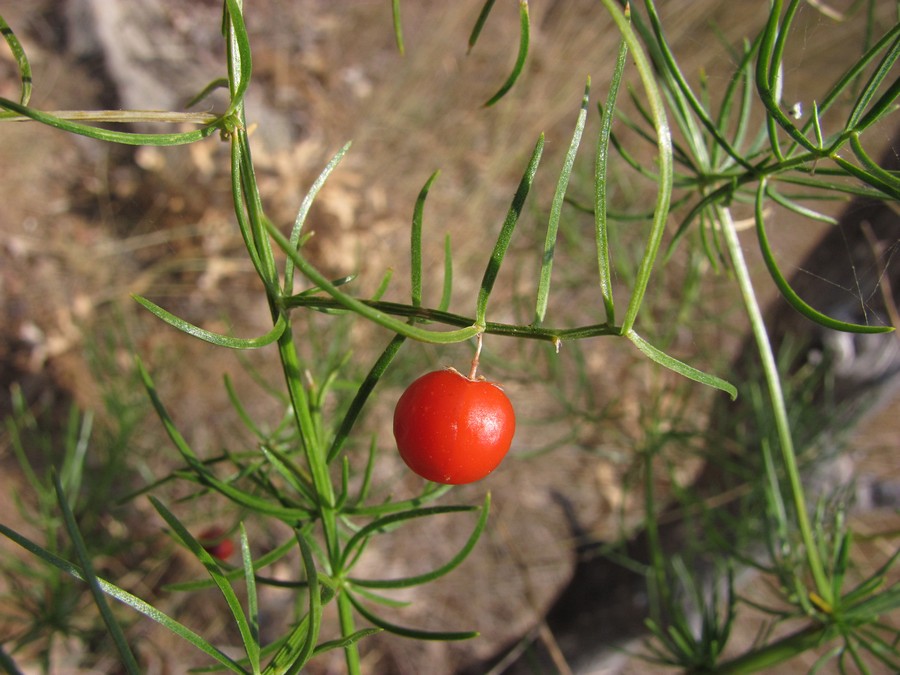 Изображение особи Asparagus verticillatus.