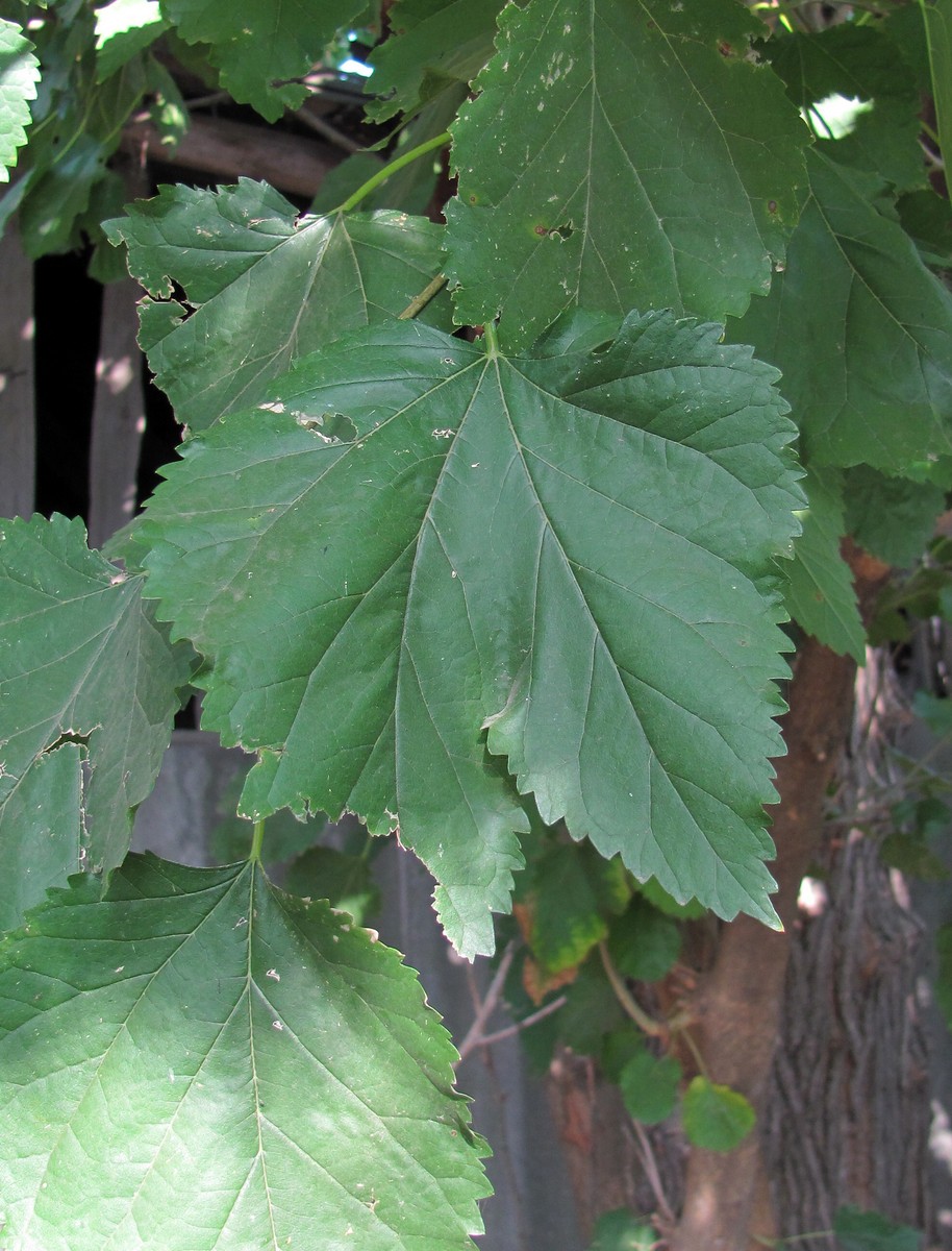 Image of genus Morus specimen.