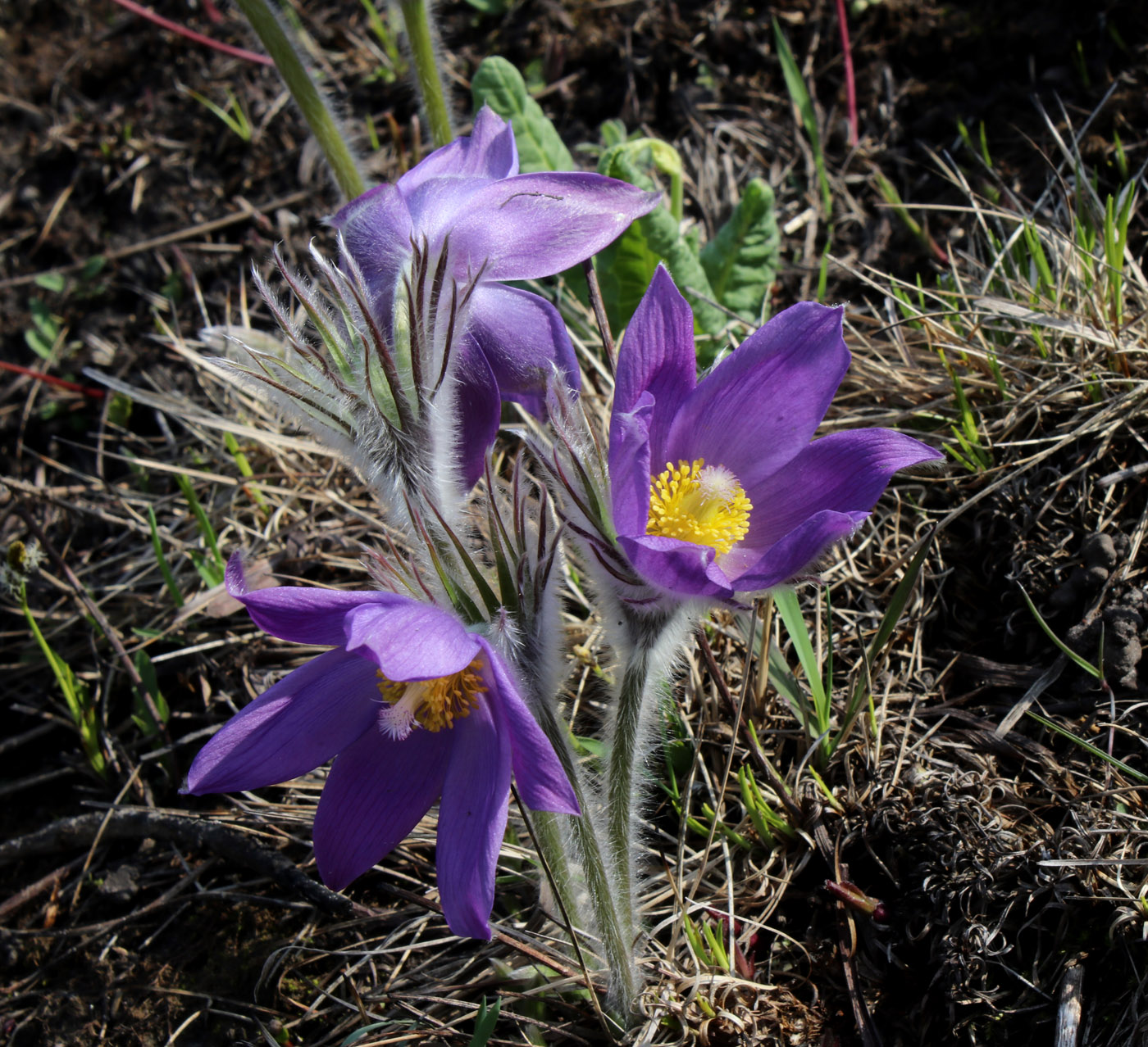 Изображение особи Pulsatilla patens.