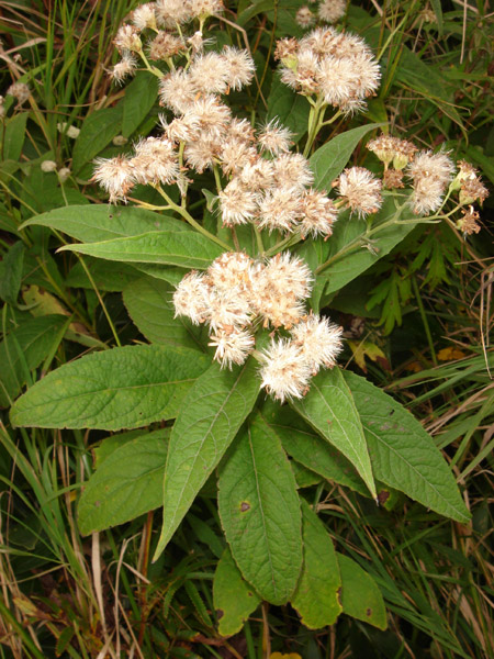 Image of Senecio nemorensis specimen.