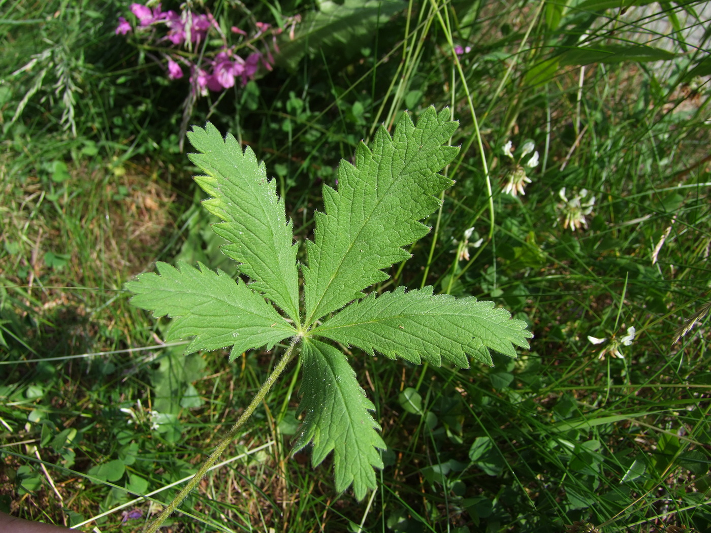 Image of Potentilla chrysantha specimen.