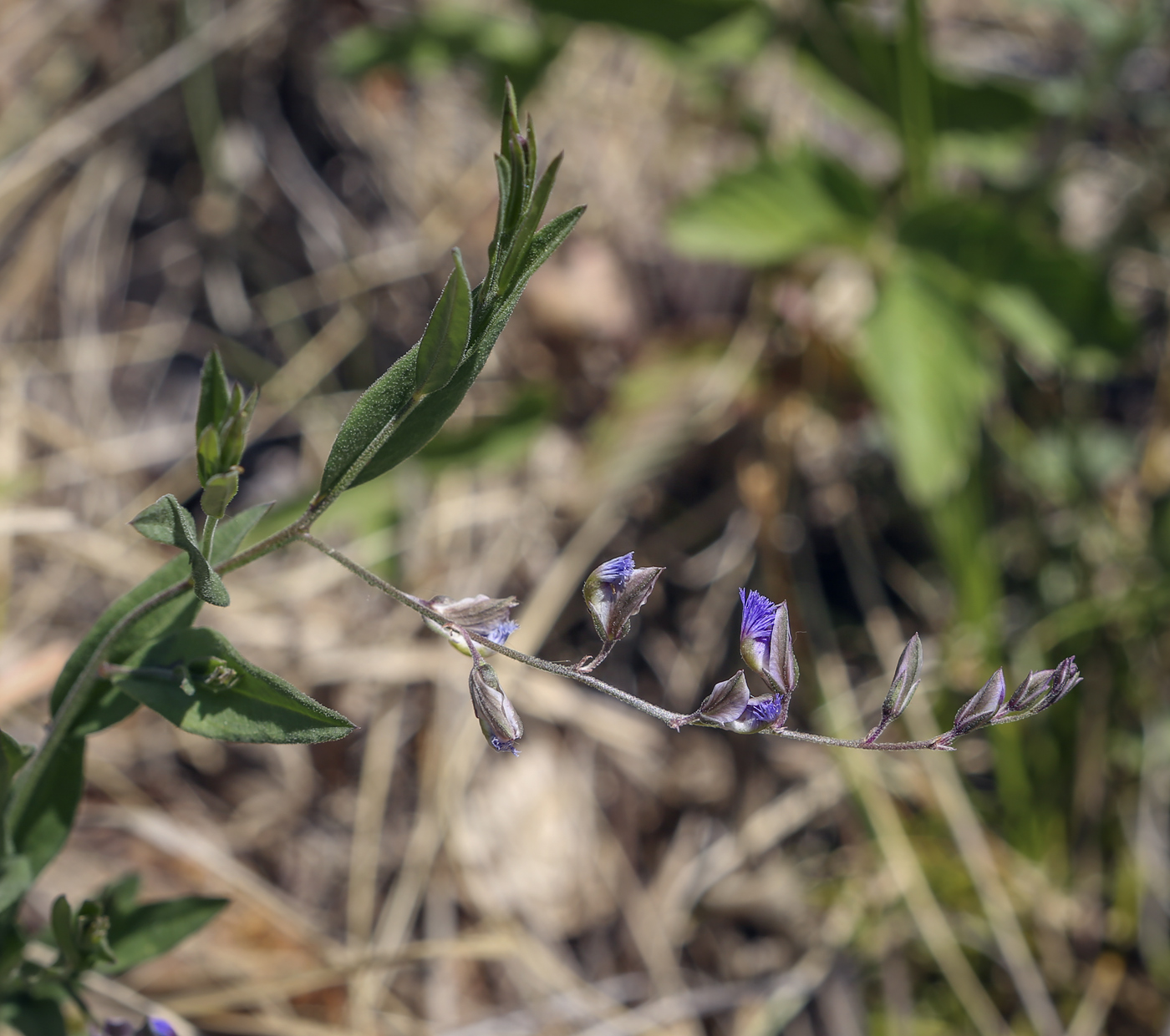 Image of Polygala sibirica specimen.