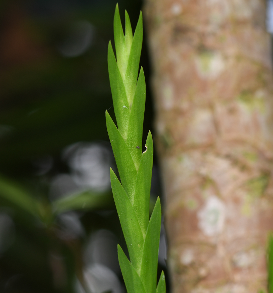 Изображение особи Lockhartia longifolia.