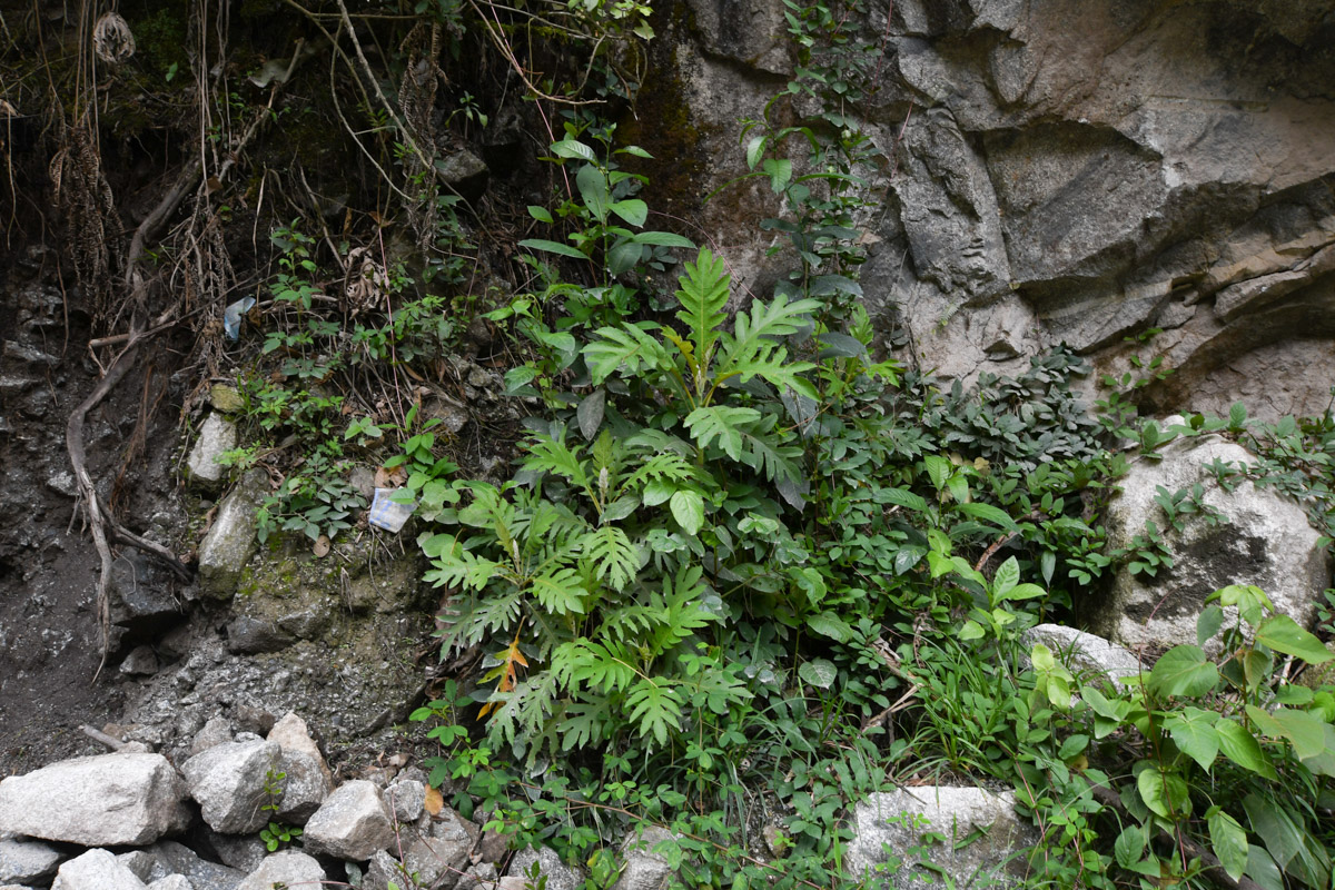 Image of Bocconia frutescens specimen.