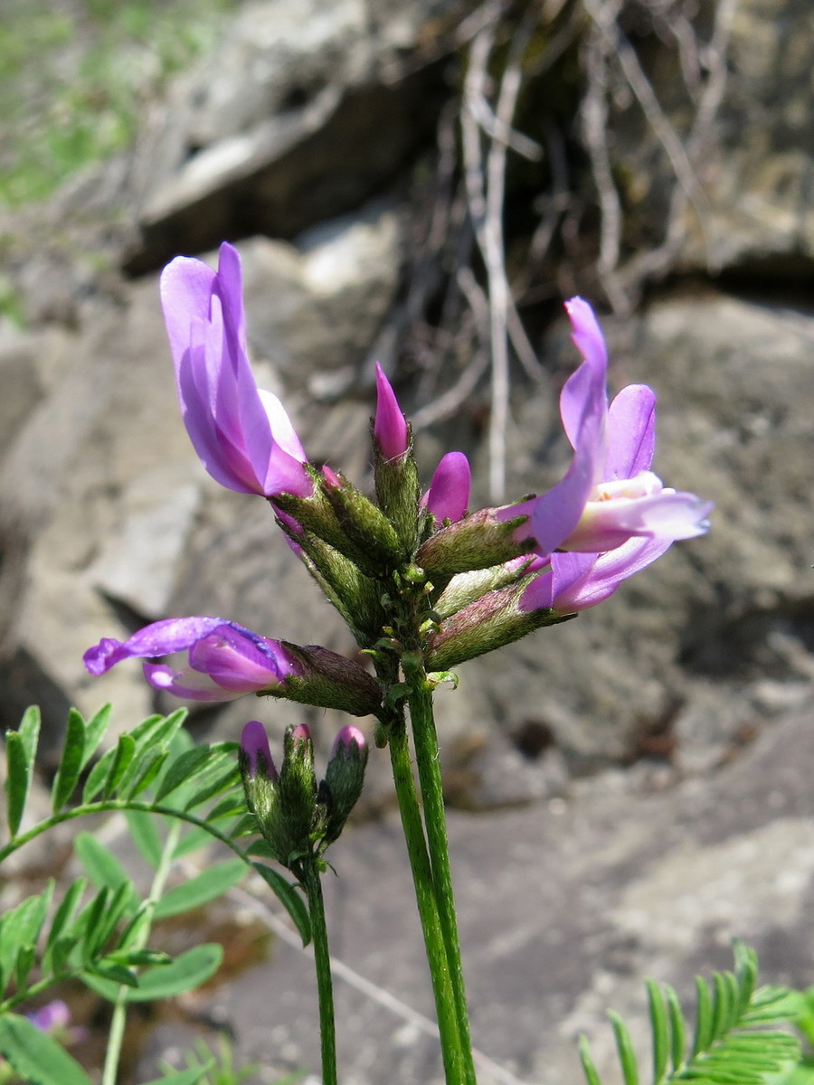 Image of Astragalus ceratoides specimen.