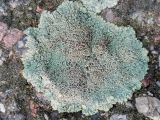 View full-size image Lecanora muralis variety versicolor