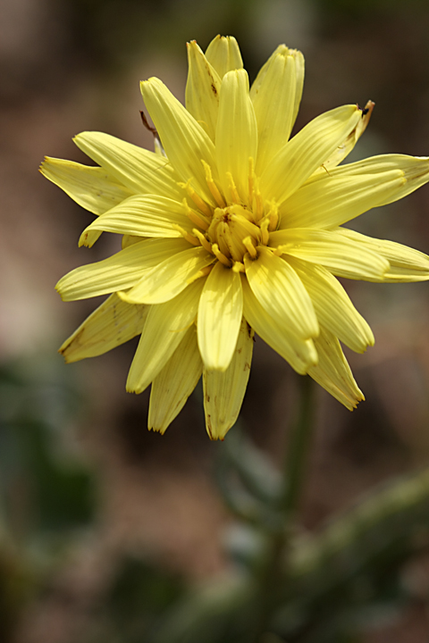 Image of genus Scorzonera specimen.