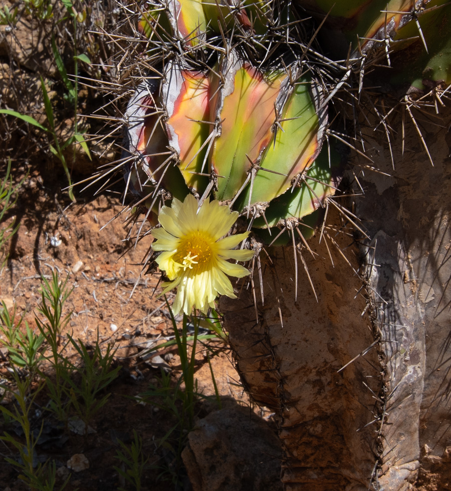 Изображение особи Astrophytum ornatum.