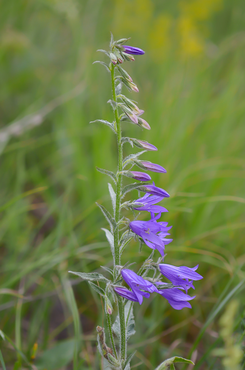 Изображение особи Campanula rapunculoides.