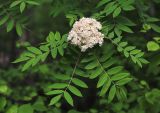 Sorbus amurensis