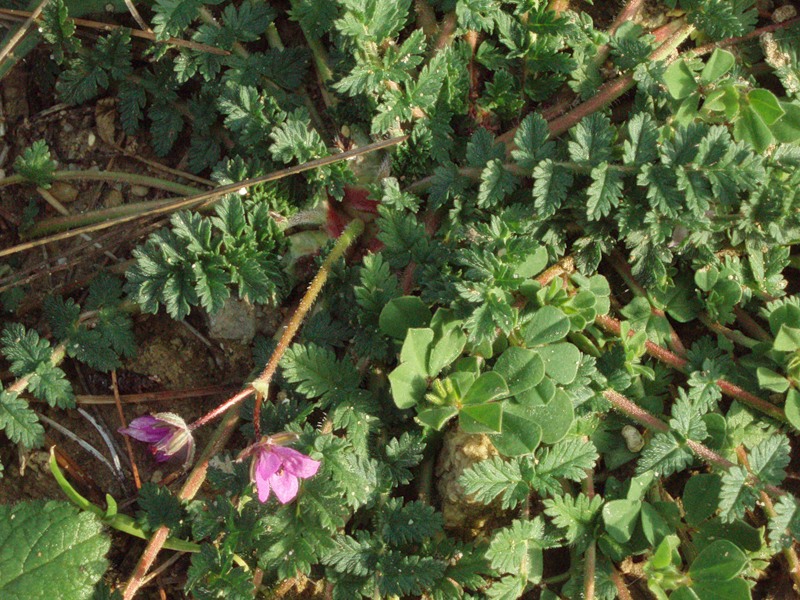 Image of genus Erodium specimen.