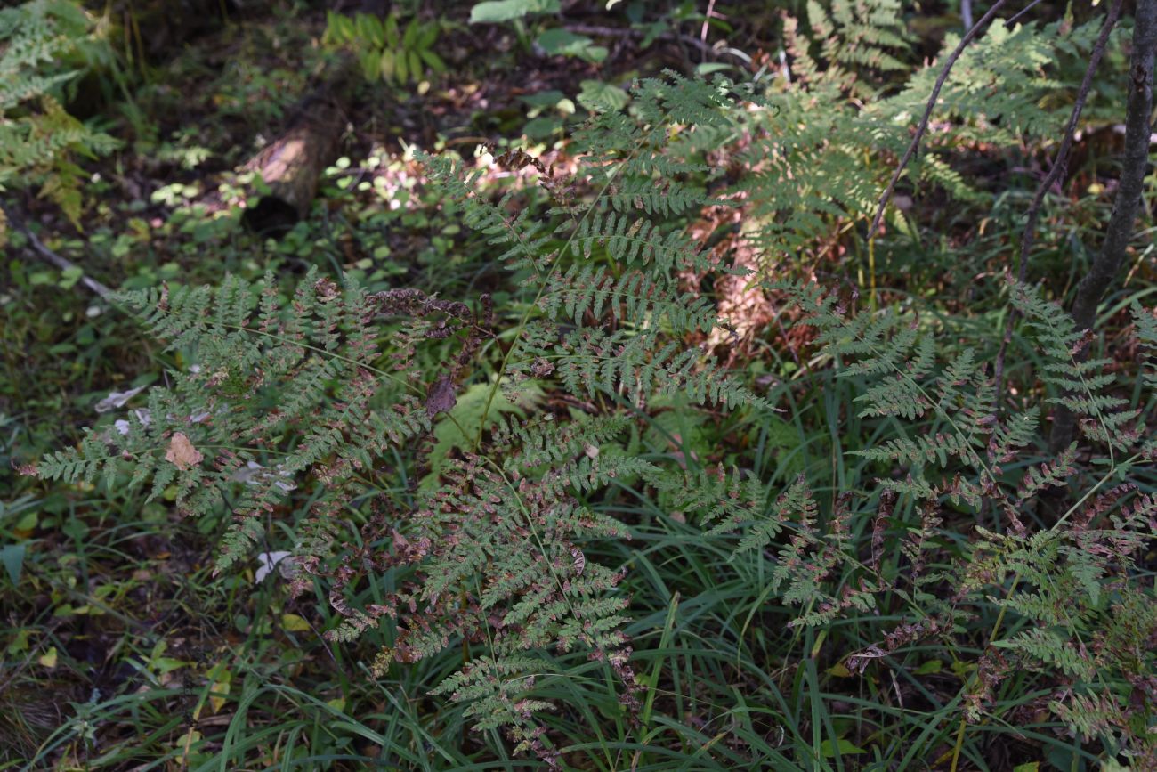 Изображение особи Pteridium pinetorum.