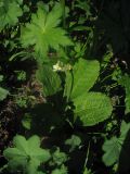 Primula ruprechtii