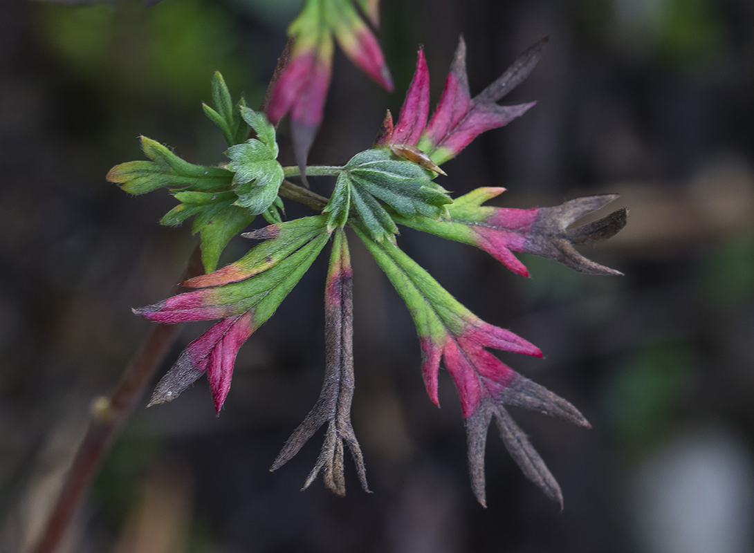 Image of Potentilla argentea specimen.