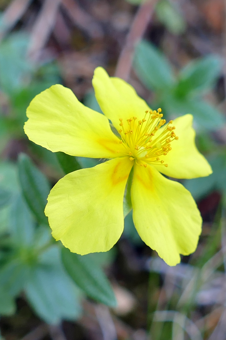 Image of Helianthemum grandiflorum specimen.