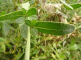 Cirsium setosum