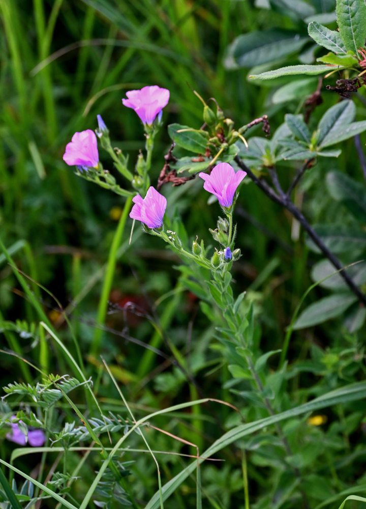 Image of Linum hypericifolium specimen.