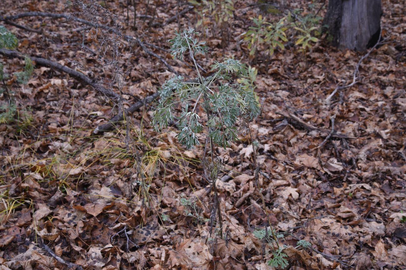 Image of Artemisia absinthium specimen.