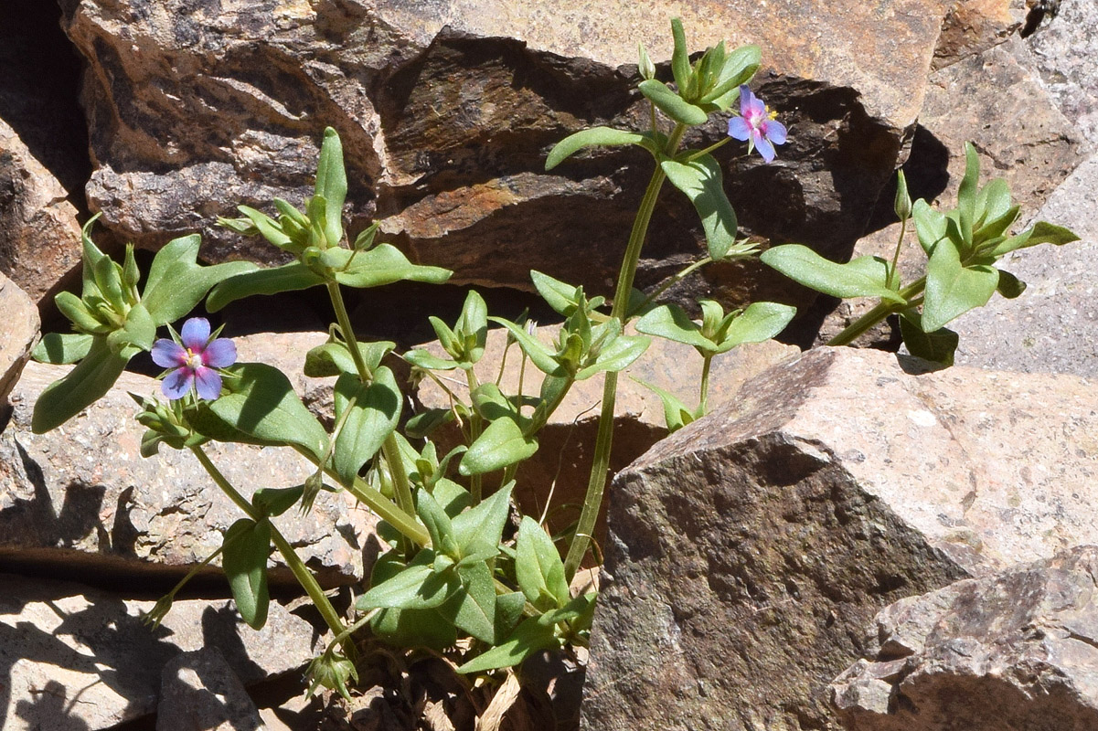 Изображение особи Anagallis foemina.