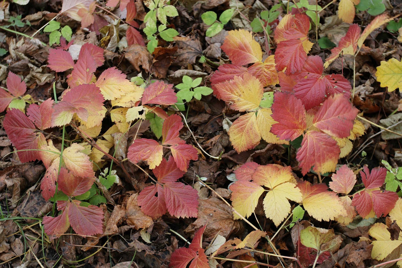 Image of Rubus saxatilis specimen.