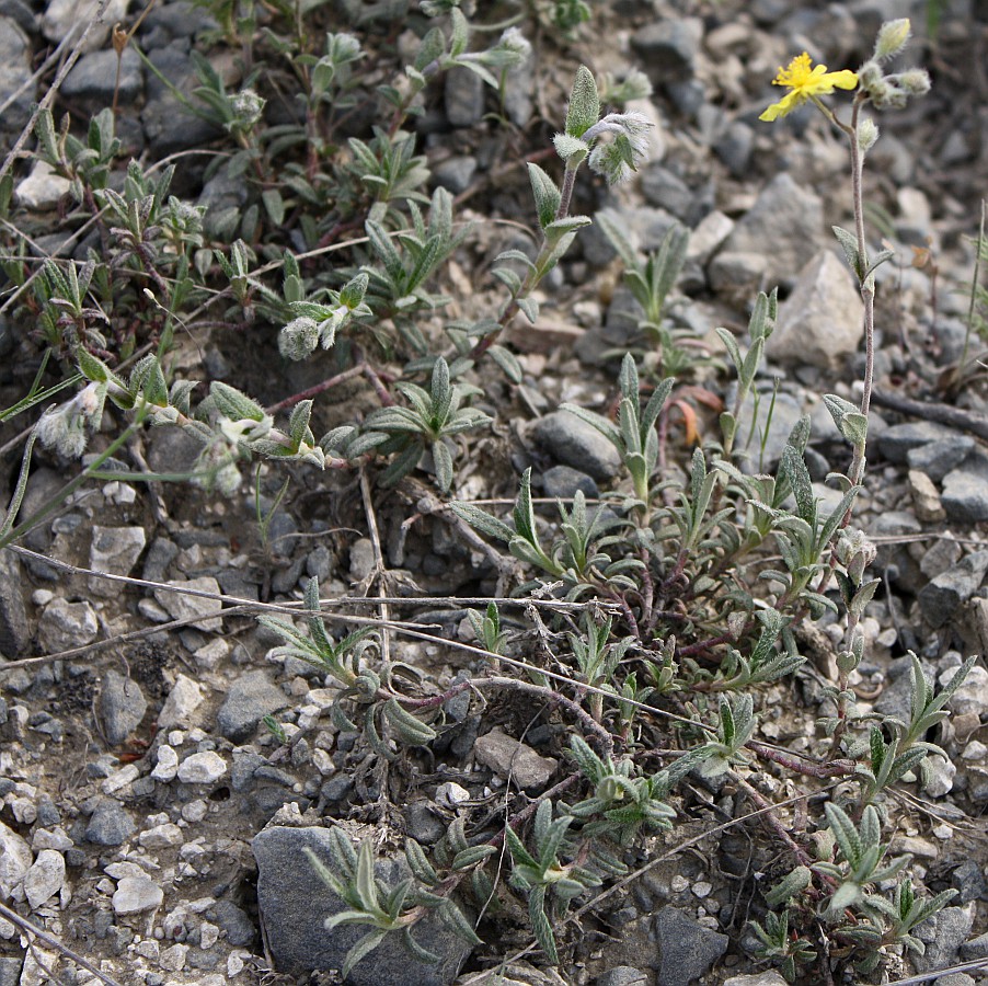 Image of Helianthemum stevenii specimen.