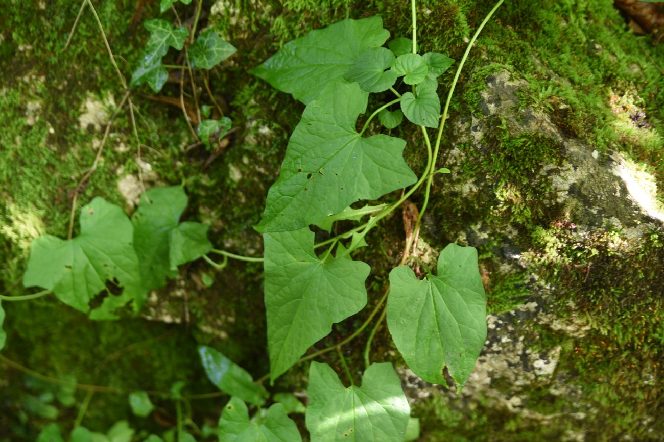 Изображение особи род Calystegia.