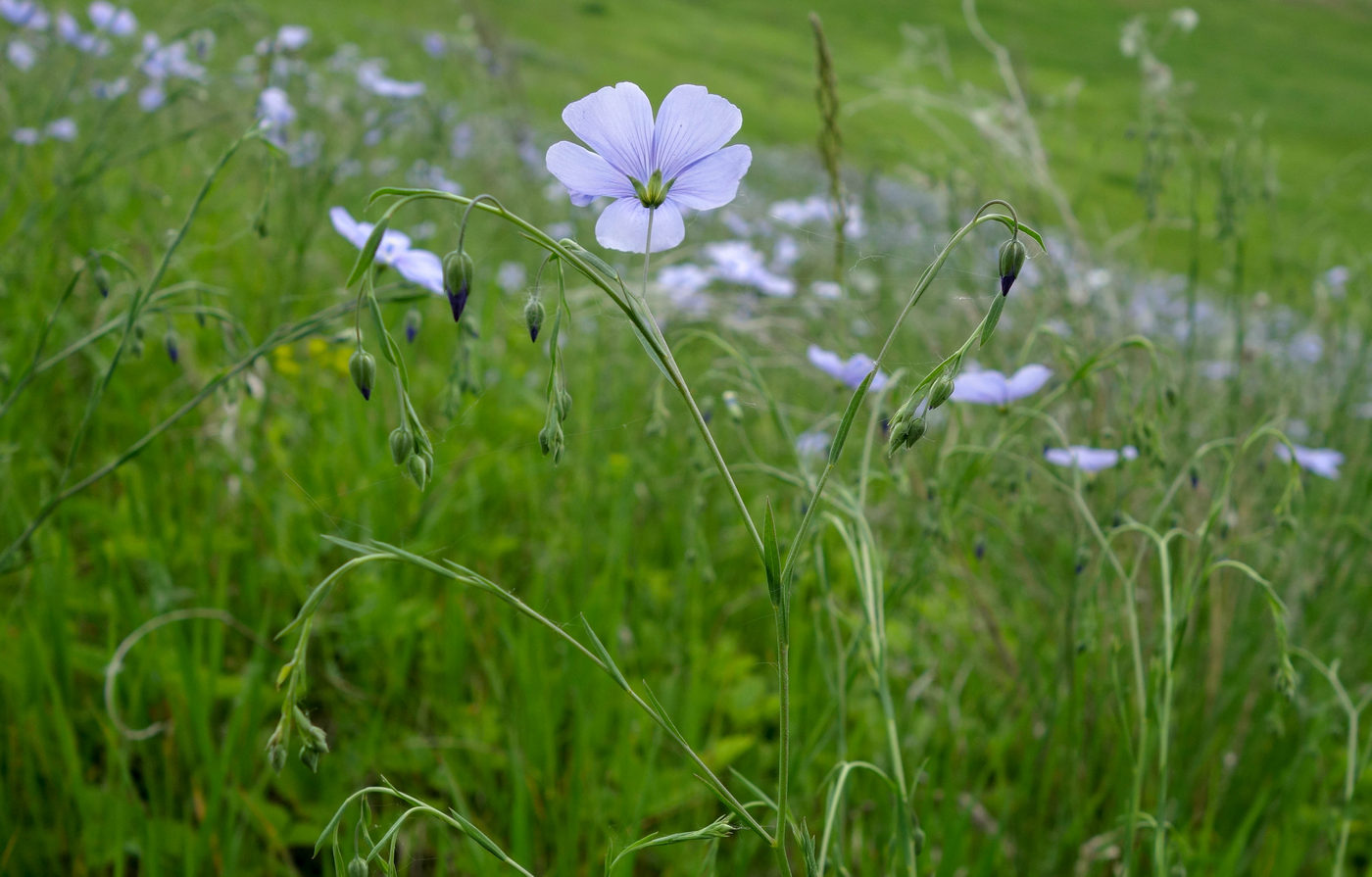 Изображение особи Linum perenne.