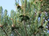 genus Pinus. Ветвь с созревающими шишками. Краснодарский край, м/о Анапа, пос. Витязево, ул. Знойная, в озеленении. 29.05.2021.