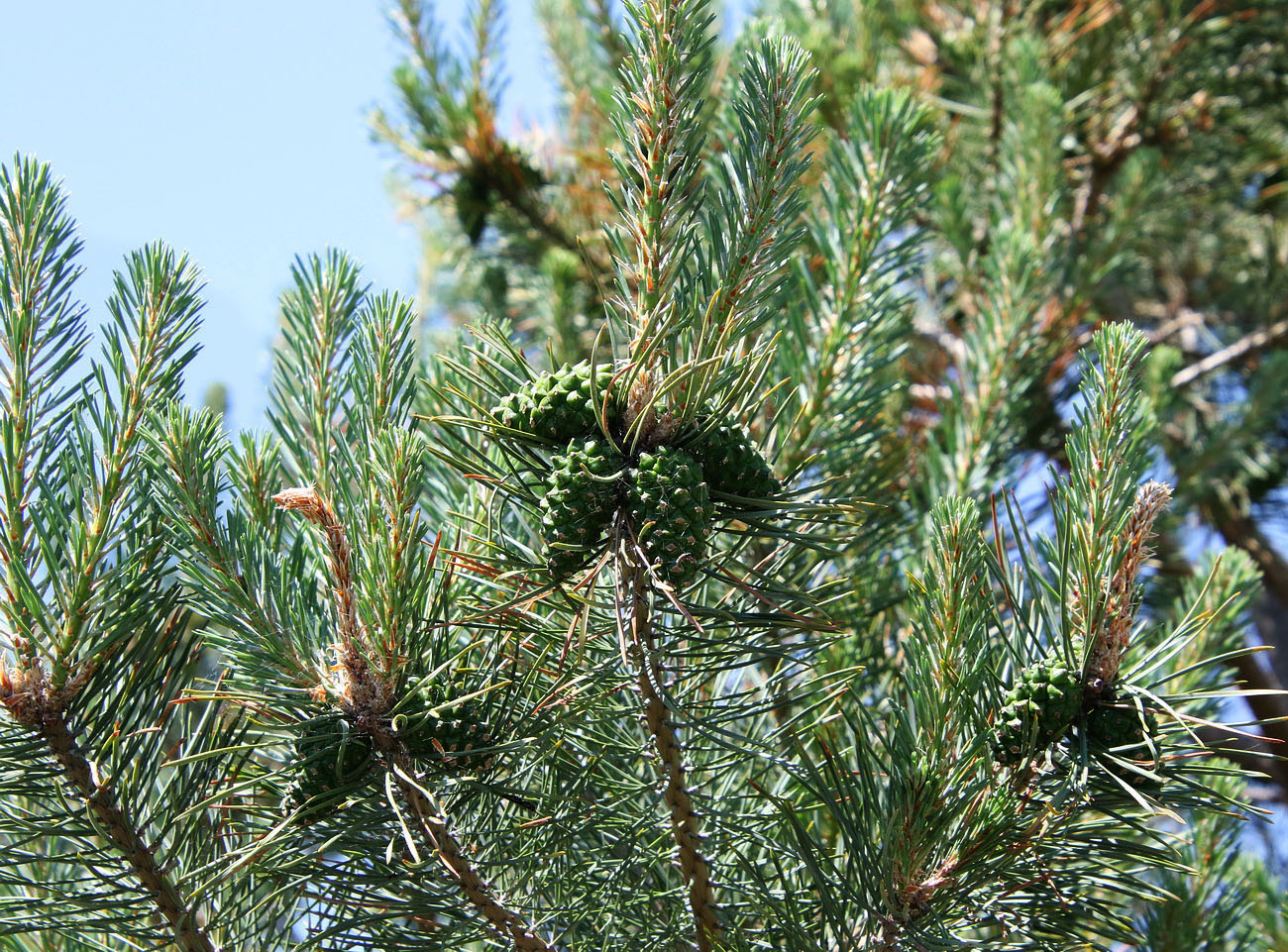 Image of genus Pinus specimen.