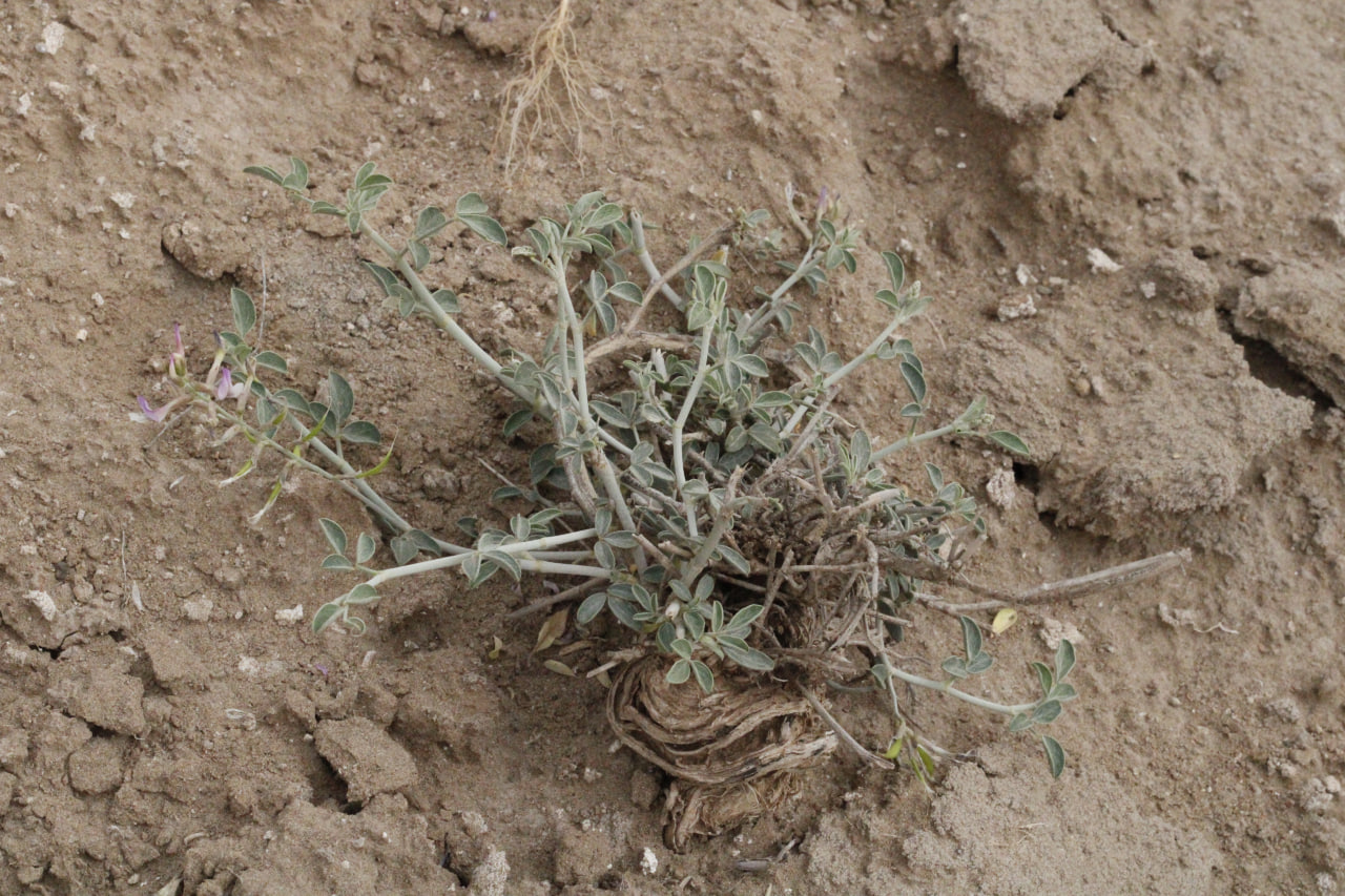 Image of genus Astragalus specimen.