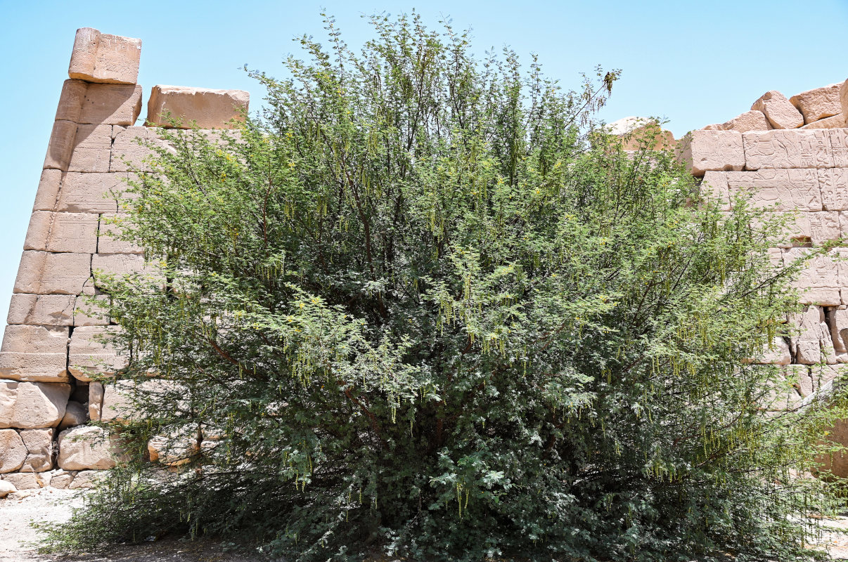 Image of Vachellia nilotica specimen.