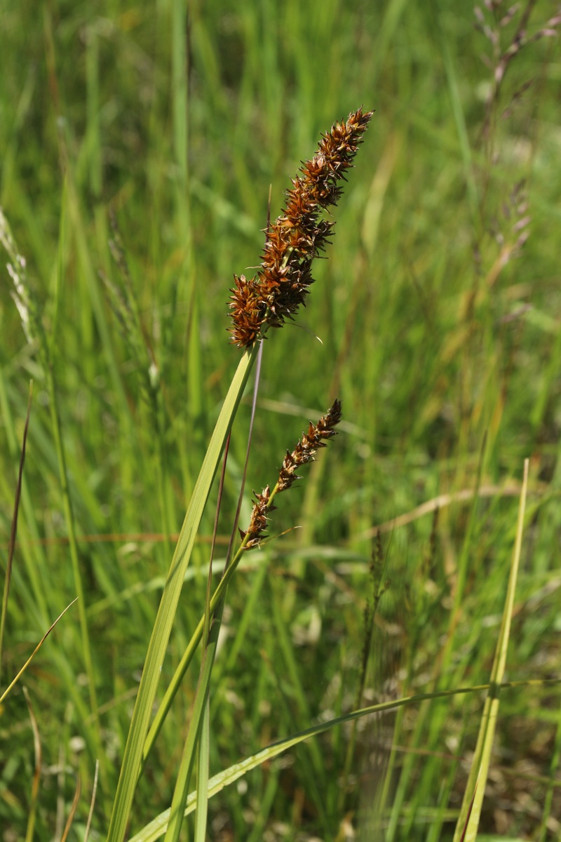 Image of Carex vulpina specimen.