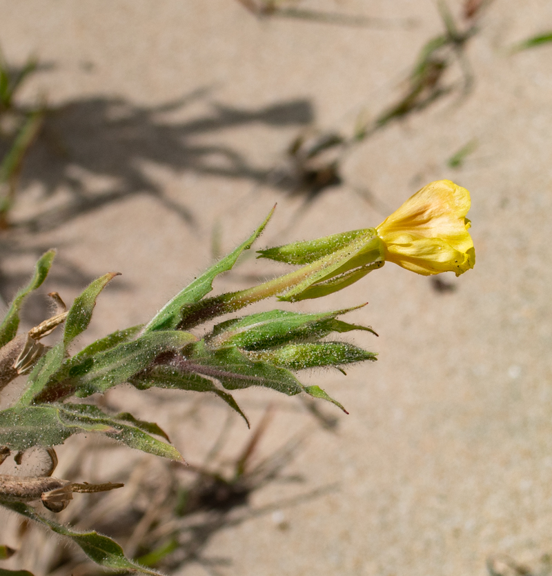 Image of Oenothera stricta specimen.