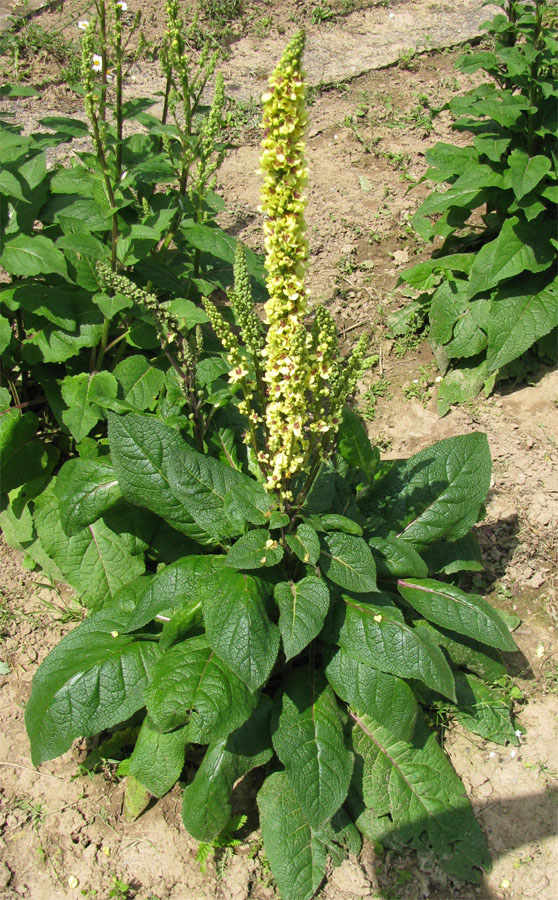 Изображение особи Verbascum nigrum.