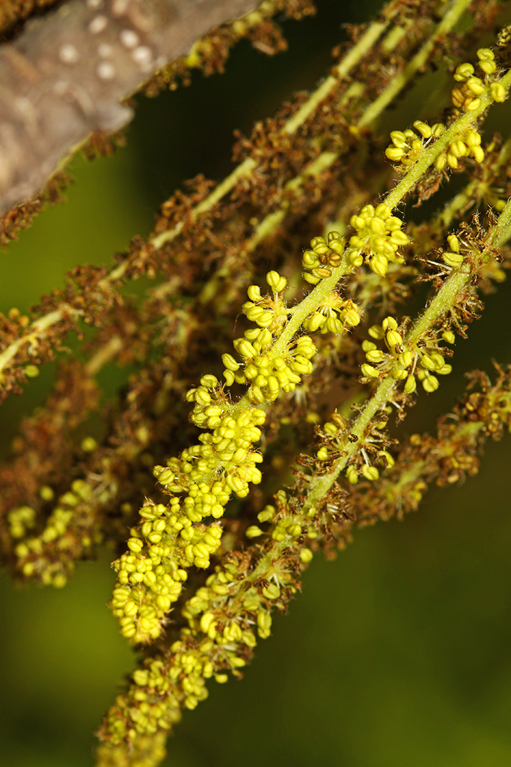 Изображение особи Quercus dentata.