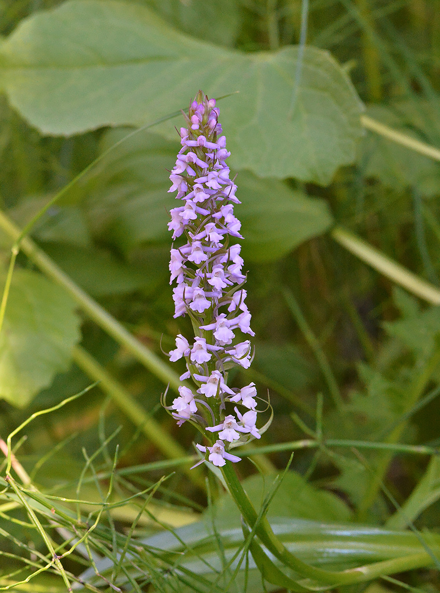 Image of Gymnadenia conopsea specimen.