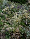 Cirsium echinus. Цветущее растение в сообществе с Cirsium argillosum. Дагестан, Гунибский р-н, с. Гамсутль, ≈ 1400 м н.у.м., каменистый участок лугового склона. 29.07.2022.