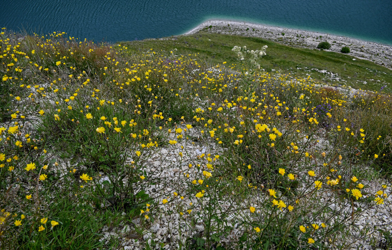 Image of Crepis sonchifolia specimen.