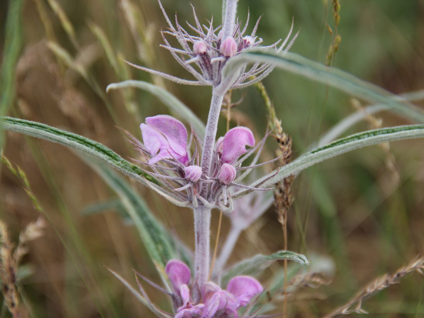 Image of Phlomis linearifolia specimen.