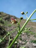 genus Scrophularia