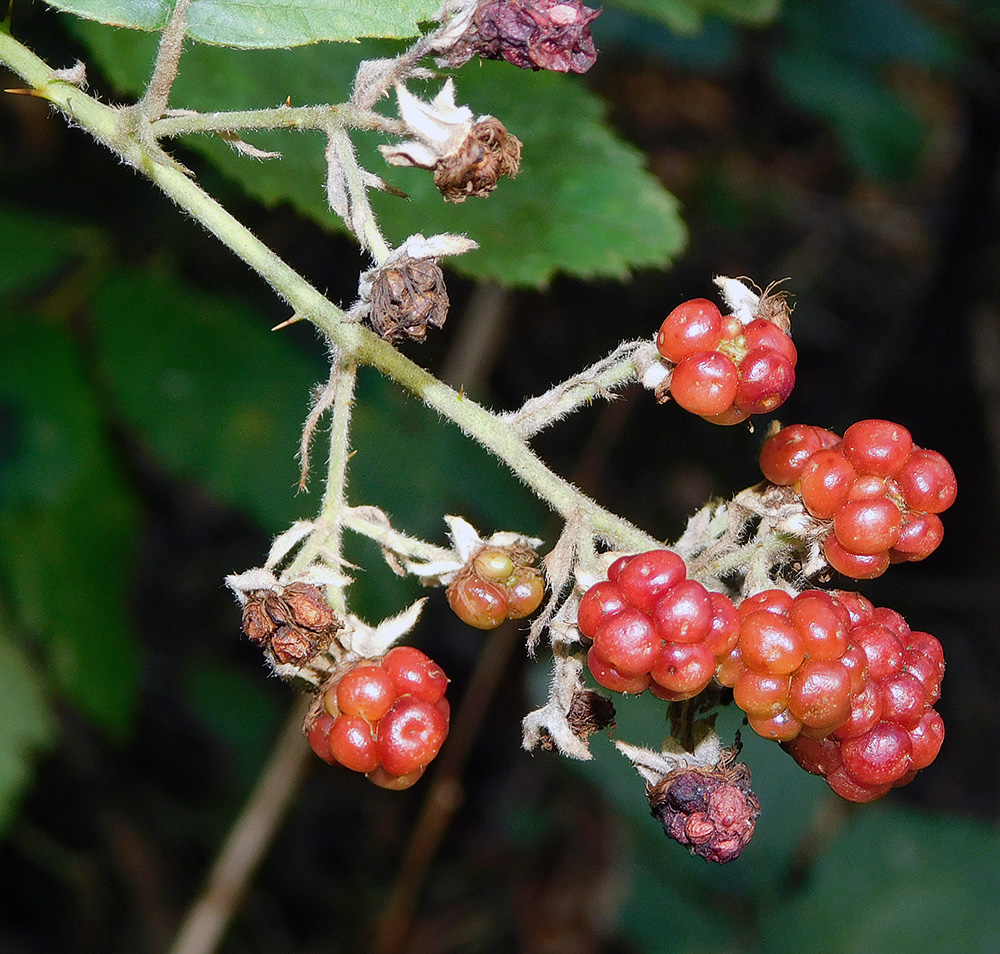 Image of Rubus ibericus specimen.