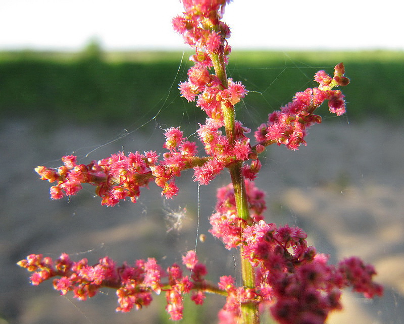 Image of Rumex thyrsiflorus specimen.