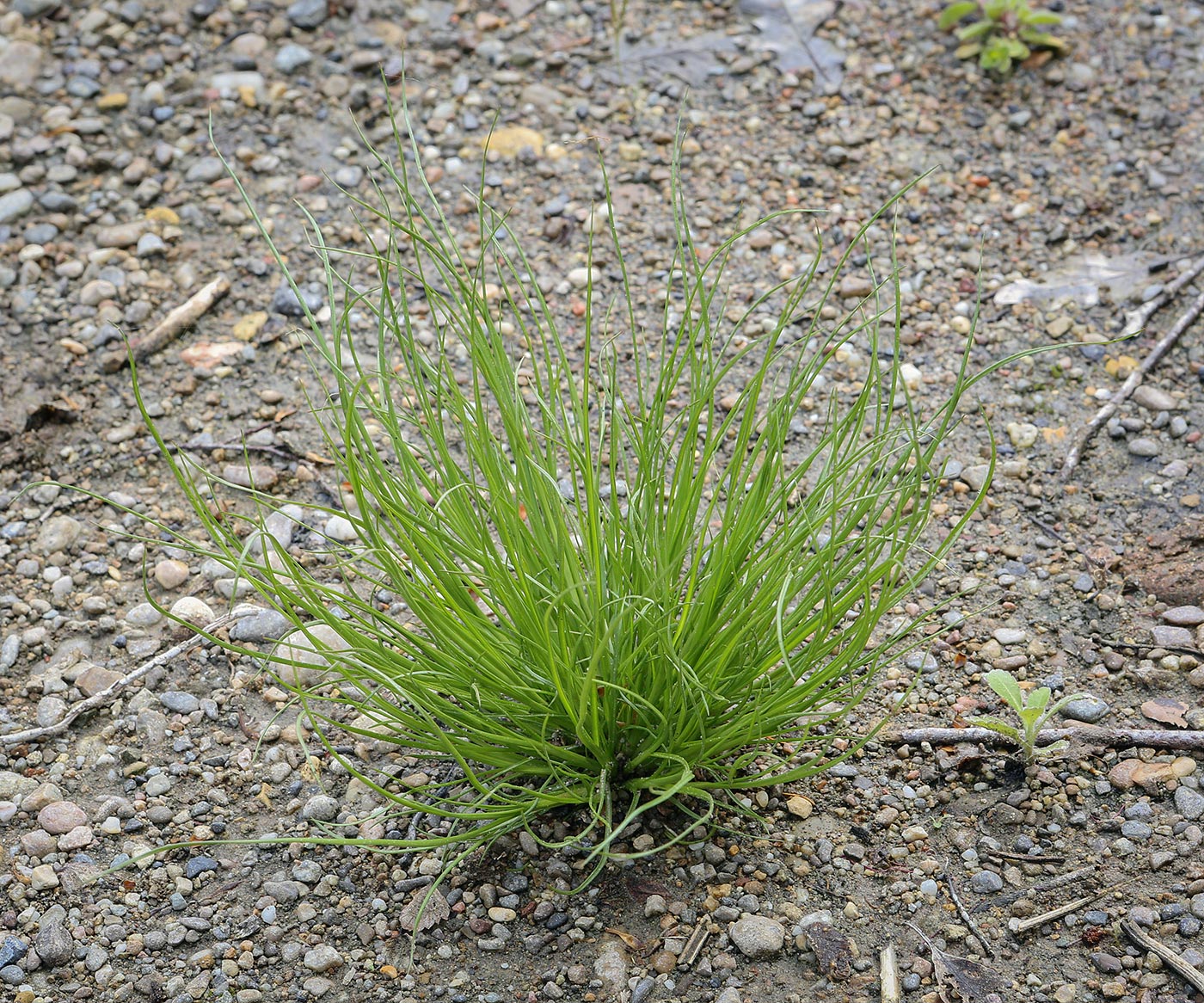 Изображение особи род Juncus.