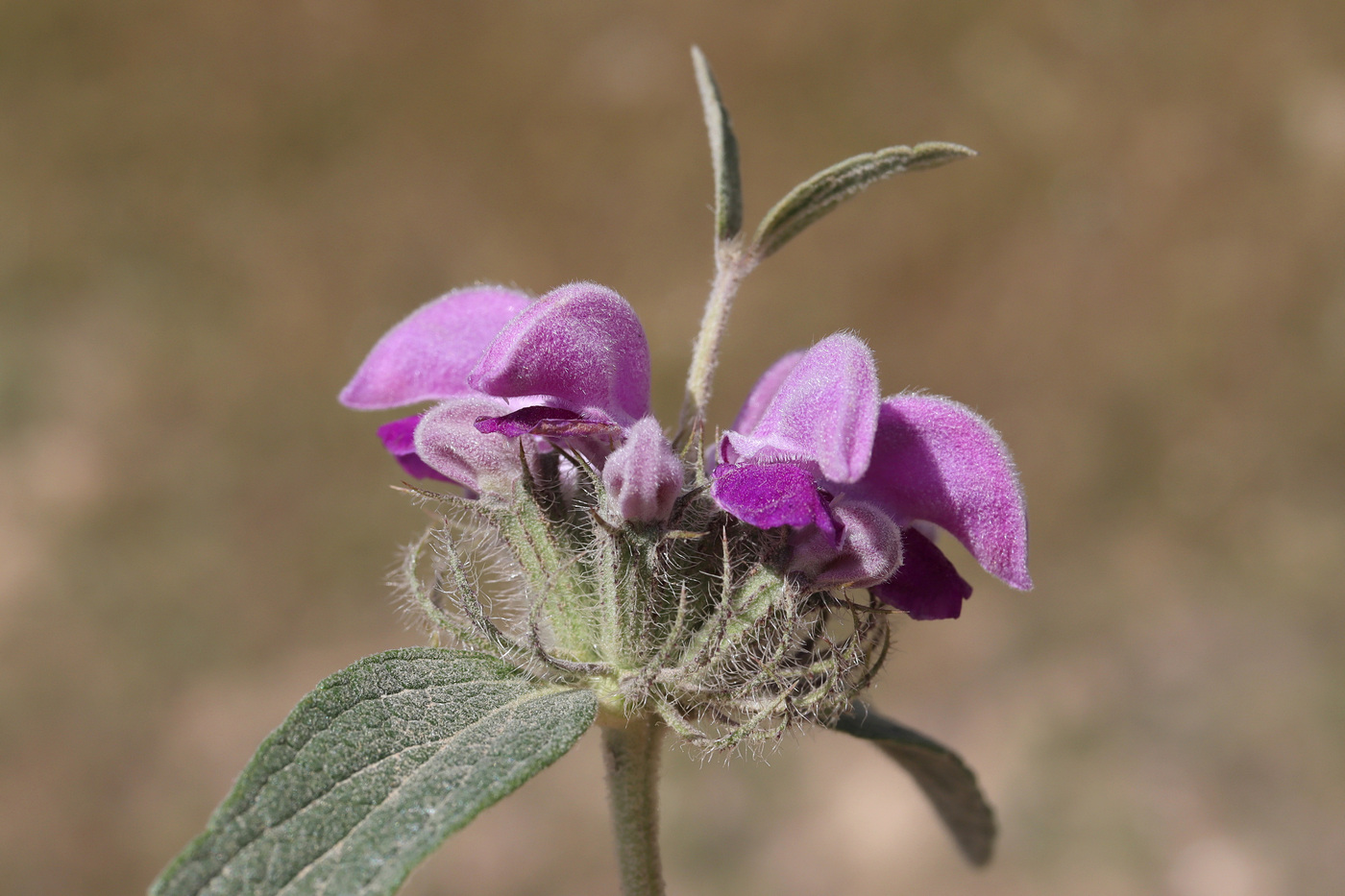 Image of Phlomis taurica specimen.