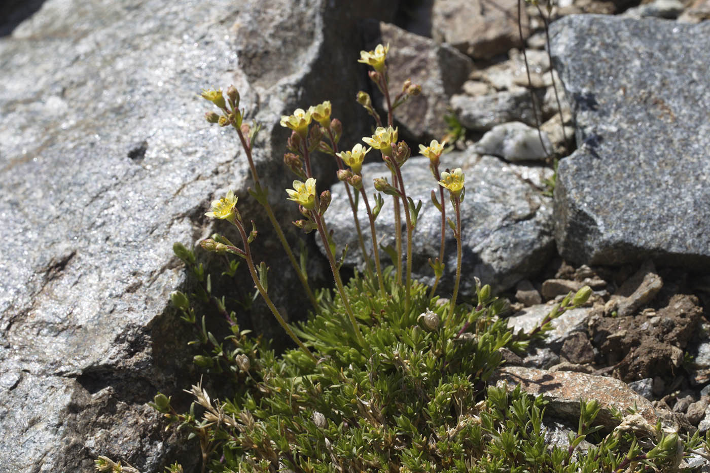 Изображение особи род Saxifraga.